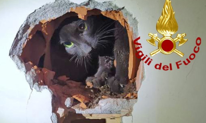L’incredibile storia del gattino intrappolato dentro un muro