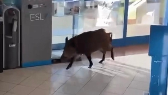 Cinghiale maldestro scorrazza nel negozio e… sbatte il muso contro il vetro