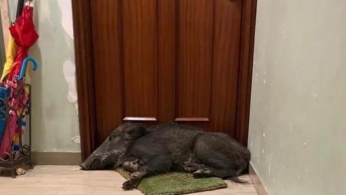 La foto del cinghiale sullo zerbino: non stava dormendo, ma soffriva perché investito da un camion