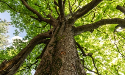 Giornata nazionale degli alberi, la ricorrenza il 21 novembre
