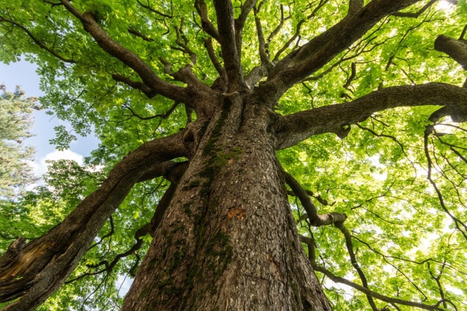 Giornata nazionale degli alberi, la ricorrenza il 21 novembre