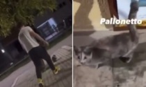 Folli violenze sui gatti: uno li prende a calci per un video, l'altro li griglia e li mangia in strada