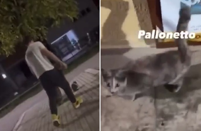 Folli violenze sui gatti: uno li prende a calci per un video, l'altro li  griglia e li mangia in strada - News Prima