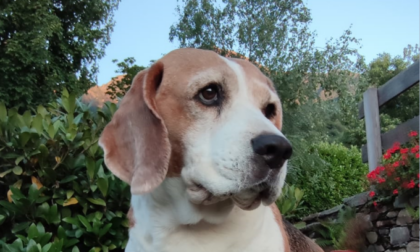 "Chi ha ucciso Snoopy?", famiglia offre 50mila euro per trovare chi ha avvelenato il suo cane