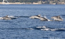 Il video dell'avvistamento record di branco di 70 delfini al largo delle coste liguri
