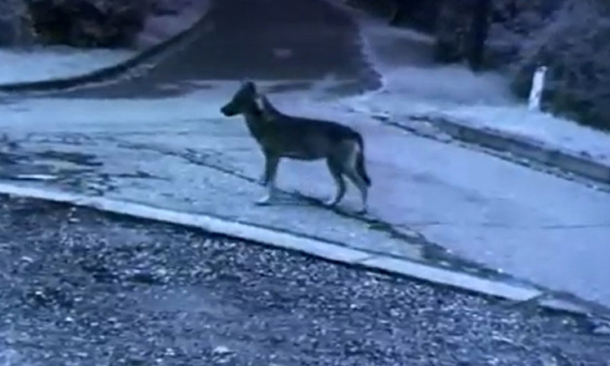 Lupo davanti al cancello di casa poco prima che lo scuolabus passi a prendere la bimba