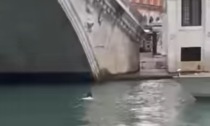 Venezia, turista cade dal ponte di Rialto: si stava facendo un selfie