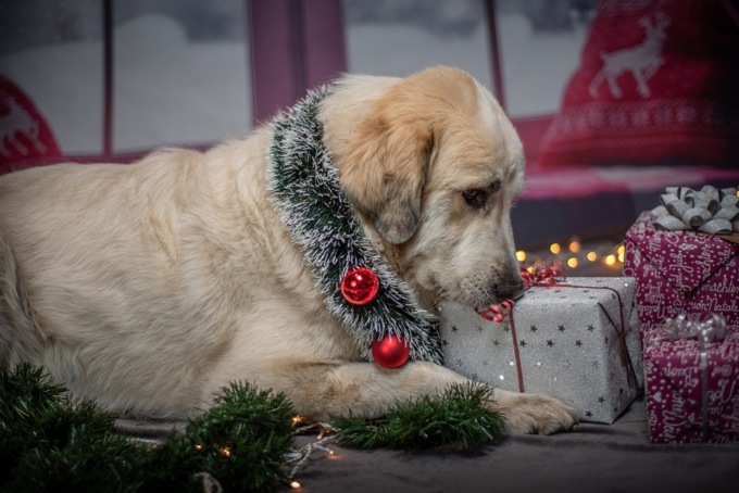 Consigli per vivere un Natale sereno con gli animali