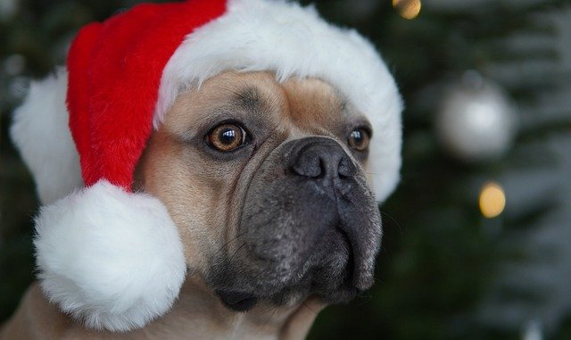 Auguri buon Natale 2022: frasi e immagini gratis da inviare con WhatsApp
