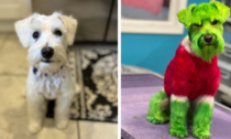 Colora il cane come il Grinch e diventa famosa su Tik Tok: "Fanno la fila per fotografarlo"