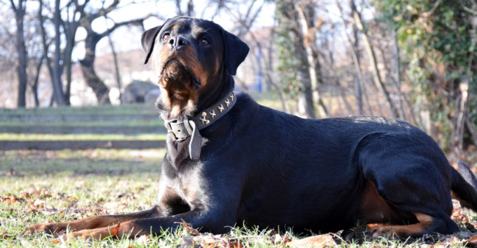 Tre rottweiler in oratorio aggrediscono donne e bambini: in quattro in ospedale