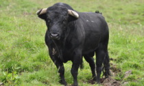 Incornato a morte da un toro: 79enne ritrovato dopo giorni nella sua azienda agricola