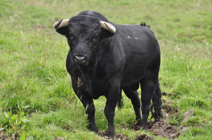 Incornato a morte da un toro: 79enne ritrovato dopo giorni nella sua azienda agricola
