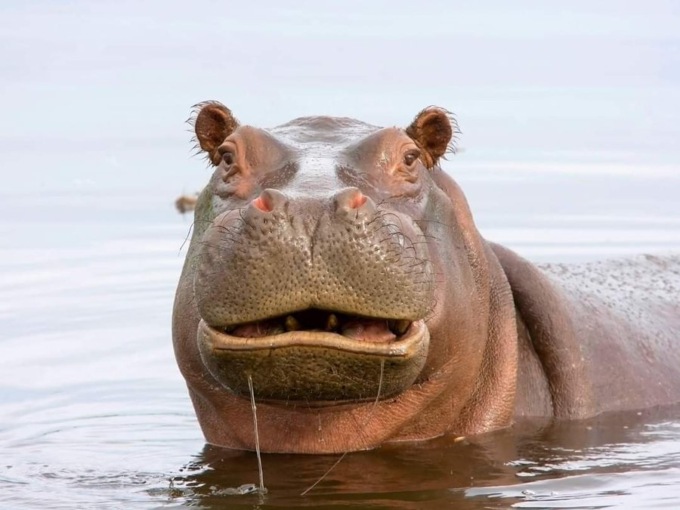 Bimbo di 2 anni inghiottito da un ippopotamo