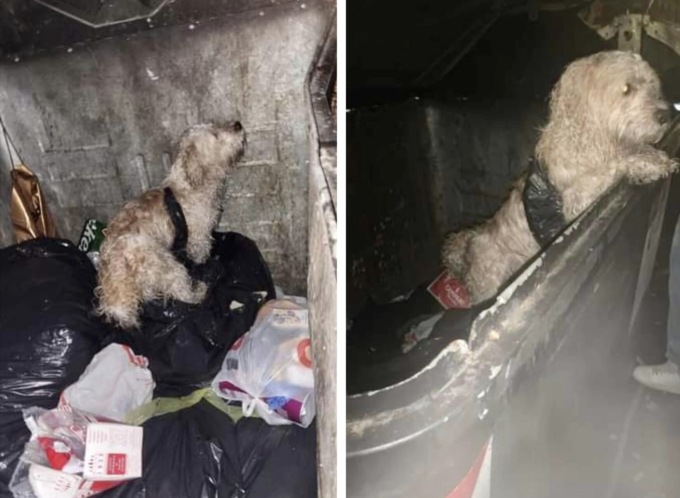Cane buttato in un cassonetto con le zampe legate nel giorno del suo compleanno