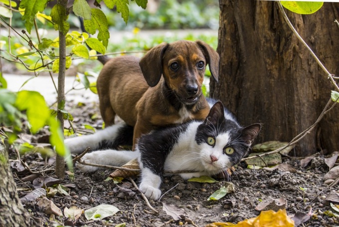 Perché adottare un cane o un gatto?
