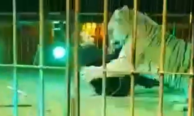 Il video della tigre in gabbia che attacca il domatore Ivan Orfei