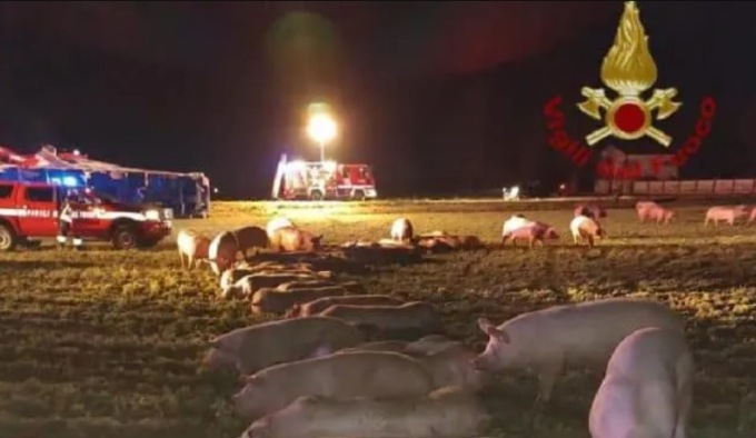 Tir si ribalta, trenta maiali morti