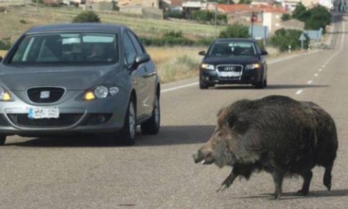 Centra in pieno un cinghiale con lo scooter e finisce in coma