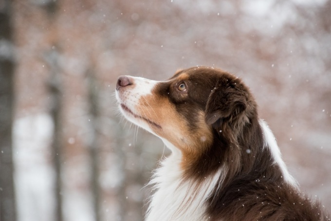 Arriva l’inverno in Lombardia: temperature in discesa e neve anche a bassa quota