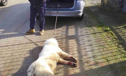 Come si fa a essere così crudeli? Due cani legati all’auto e trascinati sull’asfalto: uno morto, l'altro grave