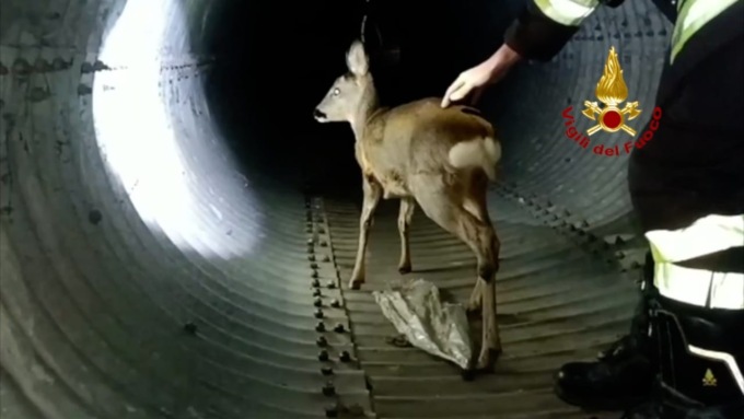Capriolo finisce in un canale di scolo e fa 300 metri sotto terra. Il video del salvataggio