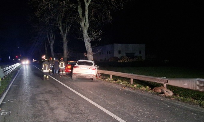 Per evitare un cervo sbanda con l’auto, fa un frontale e muore