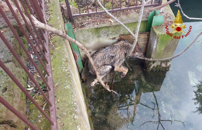 “Pensavo fosse un cane e invece ho salvato un lupo”. Per fortuna era stanco…