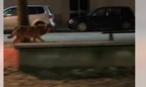 Il video del lupo che trotterella sulla pista ciclabile