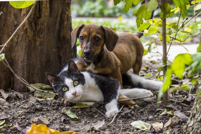 E’ più intelligente il cane o il gatto? La risposta della neuroanatomia