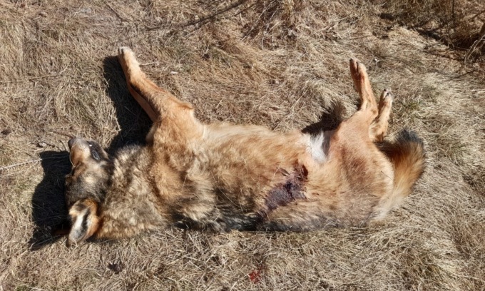 Lupo protetto ucciso a colpi di fucile e abbandonato dai bracconieri in Valtellina