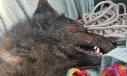 Cacciatori uccidono un cane sotto gli occhi della padrona: "Mi hanno riso in faccia dopo avergli sparato"