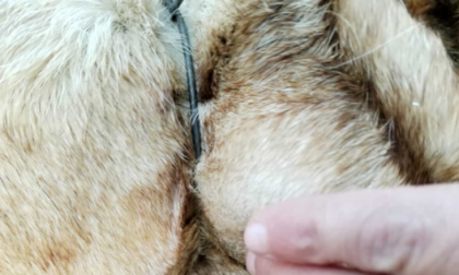 Cane strangolato con un filo di ferro: 10mila euro a chi trova il responsabile