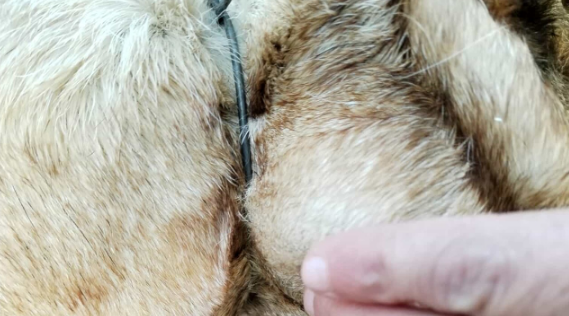 Cane strangolato con un filo di ferro: 10mila euro a chi trova il responsabile