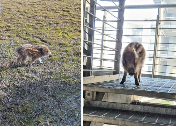 Il cinghiale che va a farsi un giro in ospedale