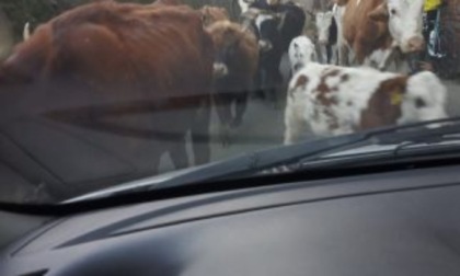 La sua auto circondata e devastata da 240 mucche: l'assicurazione non la risarcisce