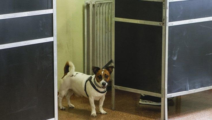 Elezioni regionali: si può andare a votare con il cane. Cosa fare e come comportarsi