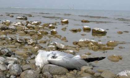 Moria di gabbiani sul lago di Garda: l'influenza aviaria fa paura