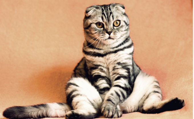 Oggi, 17 febbraio 2023, è la giornata del gatto: le frasi più belle per celebrare i mici