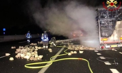Camion prende fuoco in Autostrada, decine di polli bruciati vivi