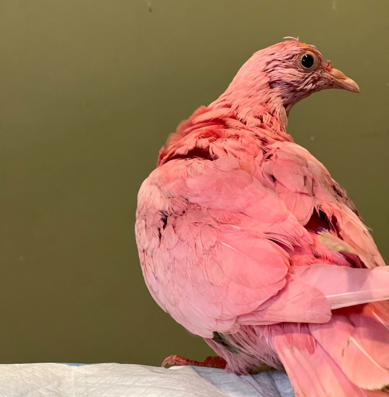 piccione dipinto di rosa per gender reveal