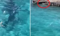 Cane si tuffa in acqua e fa scappare lo squalo: l'incredibile video