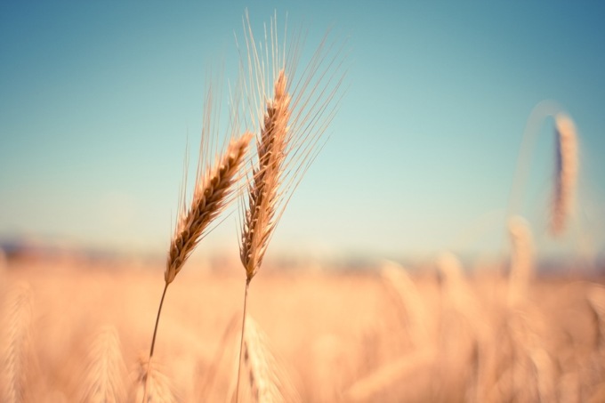 Grano duro, individuata una varietà che “reagisce” alla siccità