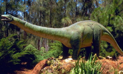 Altro che Jurassic Park! Bambino gioca in giardino e trova un vero dente di dinosauro