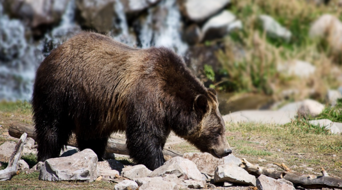 Aggredito da un orso, vivo per miracolo. Cosa fare se vi trovate faccia a faccia con un orso