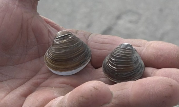 Incredibile: con la siccità i molluschi dell’Adriatico hanno risalito il Po fino alla Lombardia