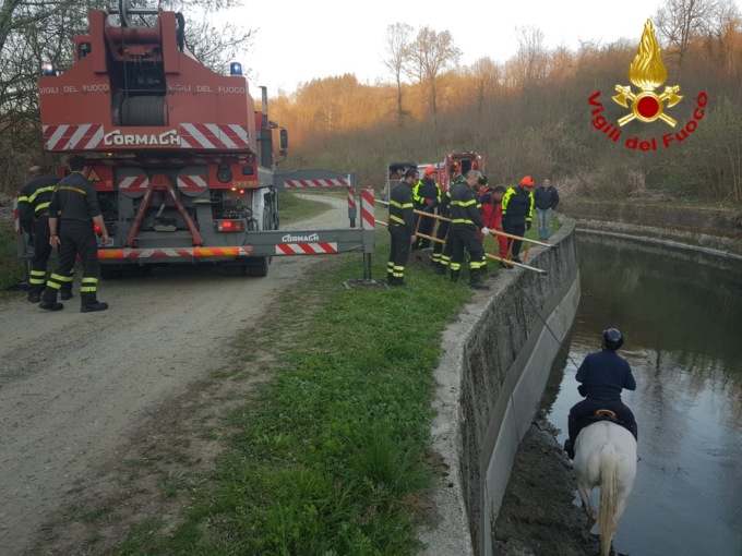 Cavallo cade nel canale: il video del salvataggio