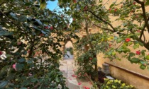 Boboli, a Firenze riapre il "Giardino delle camelie"... imperdibile!