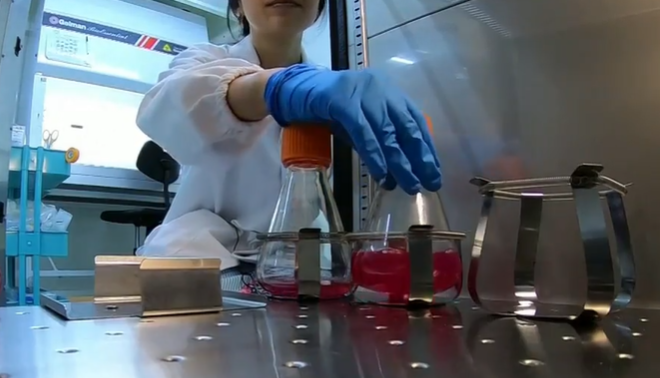 Cibo sintetico: vietata la commercializzazione in Italia