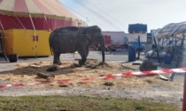 Il suo recinto nel circo è troppo stretto... i carabinieri sequestrano l'elefante